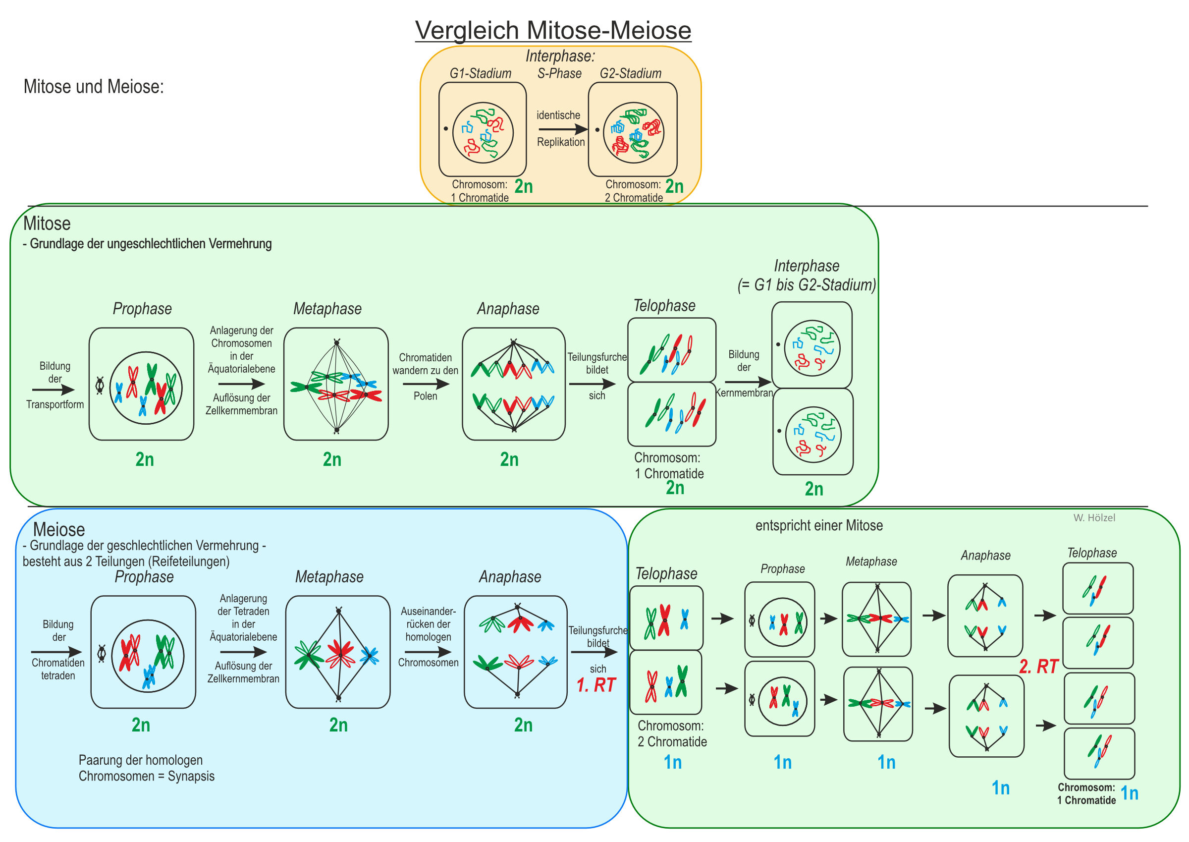 Schematischer Vergleich zwischen Mitose und Meiose