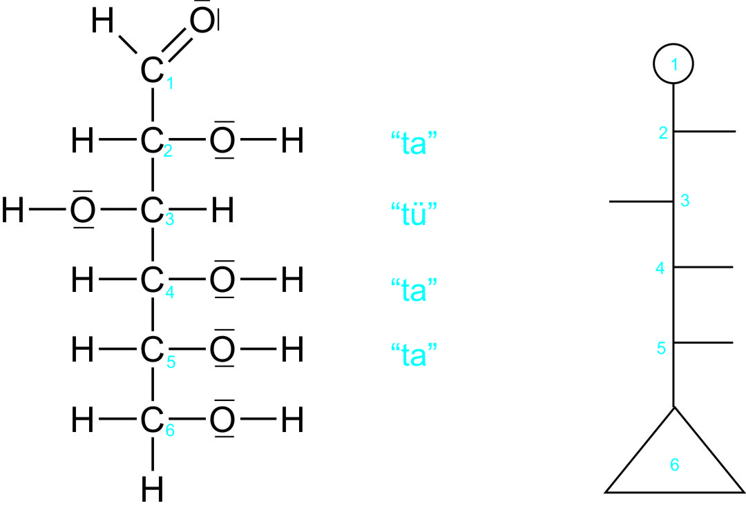 Glucose in der Strukturformel als Fischer-Projektion